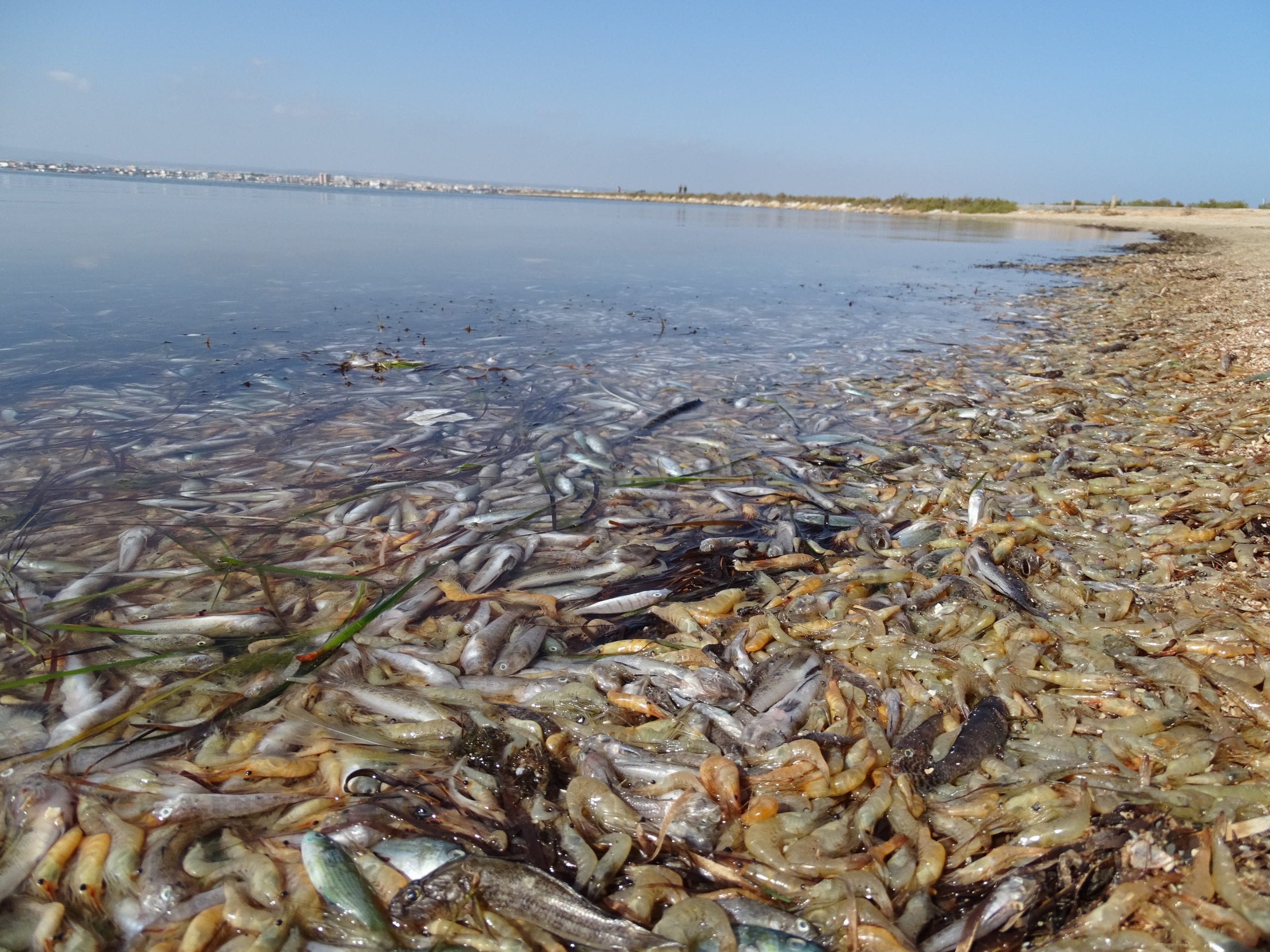 Hiszpański Hel, czyli Mar Menor. Wyjątkowa i największa słonowodna laguna w Europie